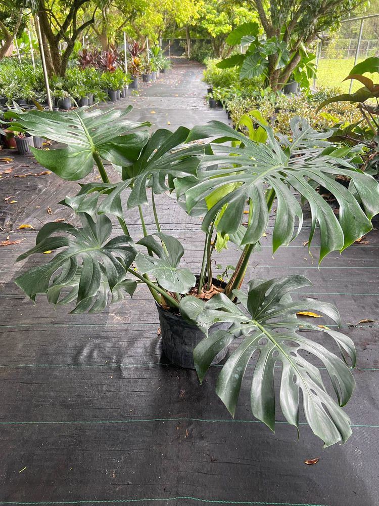 monstera-deliciosa-swiss-cheese-vine-philodendron-pertusum-monstera-lennea-mexican-breadfruit-ceriman