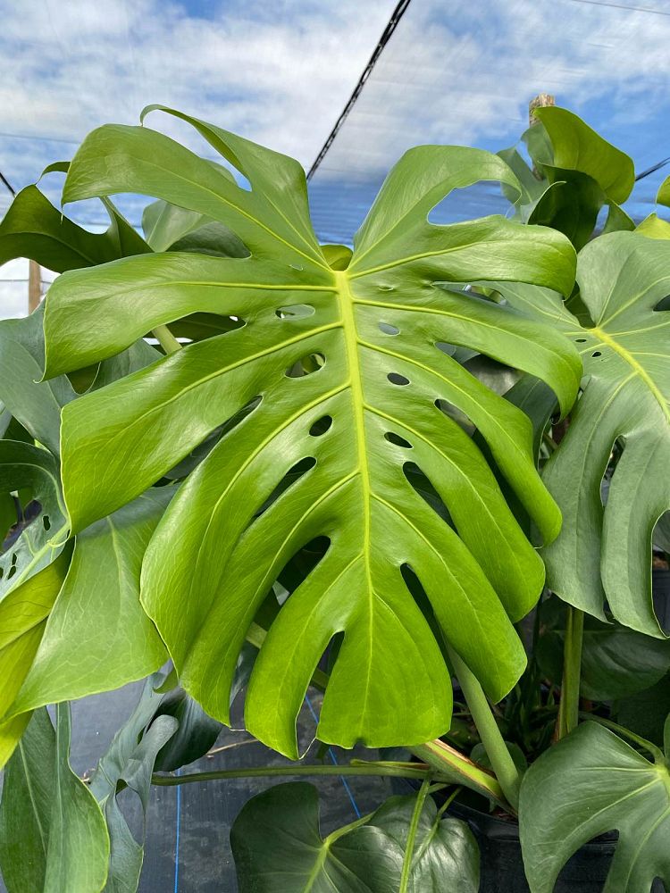 monstera-deliciosa-swiss-cheese-vine-philodendron-pertusum-monstera-lennea-mexican-breadfruit-ceriman