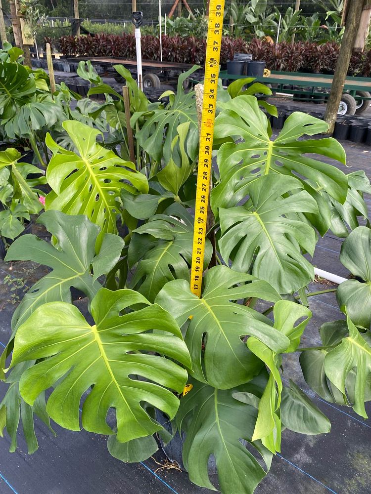monstera-deliciosa-swiss-cheese-vine-philodendron-pertusum-monstera-lennea-mexican-breadfruit-ceriman