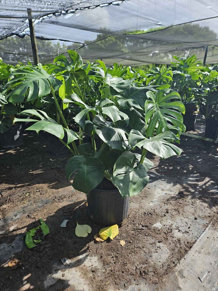 monstera-deliciosa-swiss-cheese-vine-philodendron-pertusum-monstera-lennea-mexican-breadfruit-ceriman