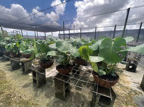 monstera-deliciosa-swiss-cheese-vine-philodendron-pertusum-monstera-lennea-mexican-breadfruit-ceriman