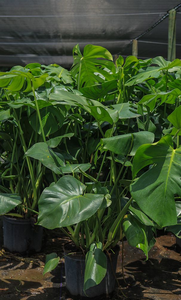 monstera-deliciosa-swiss-cheese-vine-philodendron-pertusum-monstera-lennea-mexican-breadfruit-ceriman