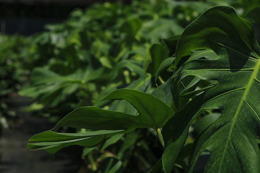 monstera-deliciosa-swiss-cheese-vine-philodendron-pertusum-monstera-lennea-mexican-breadfruit-ceriman