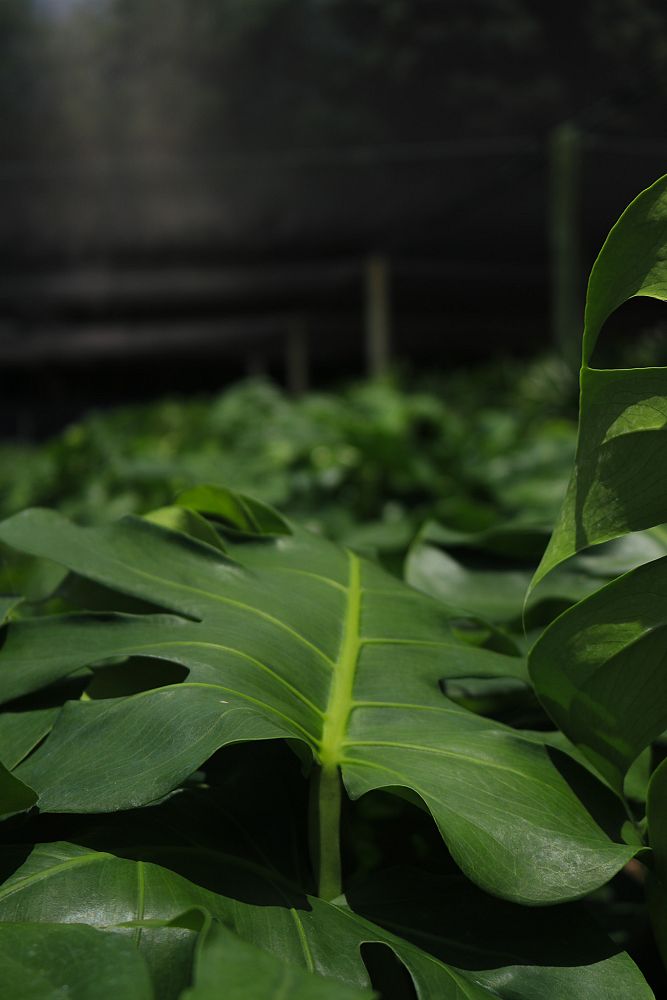 monstera-deliciosa-swiss-cheese-vine-philodendron-pertusum-monstera-lennea-mexican-breadfruit-ceriman