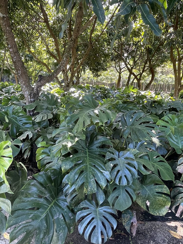 monstera-deliciosa-swiss-cheese-vine-philodendron-pertusum-monstera-lennea-mexican-breadfruit-ceriman