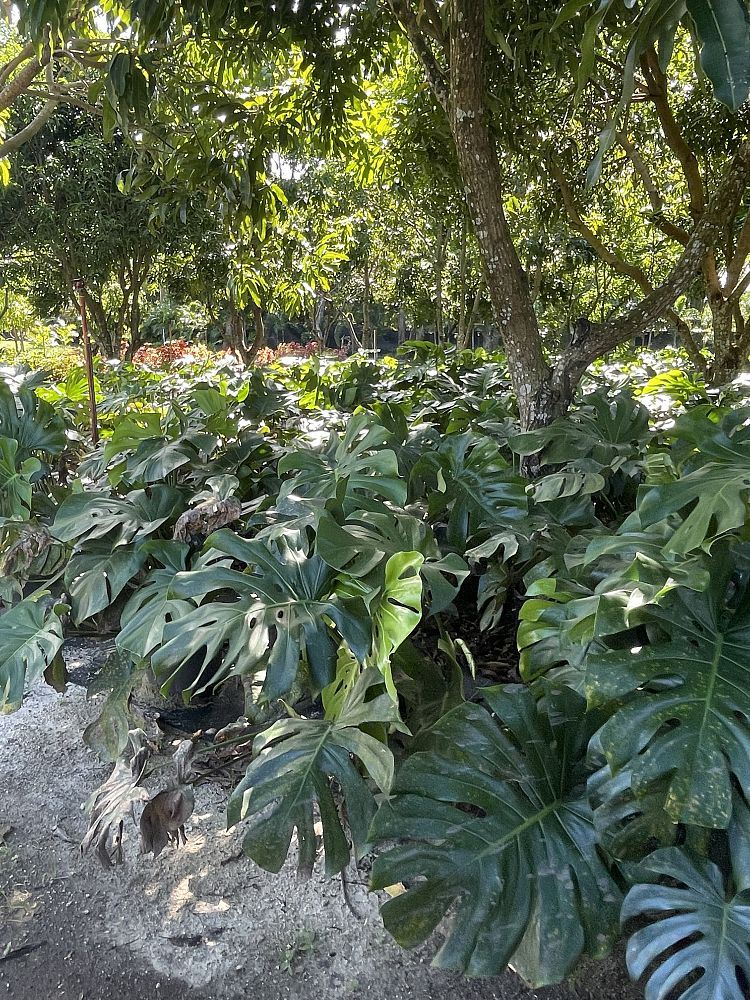 monstera-deliciosa-swiss-cheese-vine-philodendron-pertusum-monstera-lennea-mexican-breadfruit-ceriman