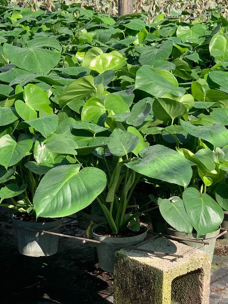 monstera-deliciosa-swiss-cheese-vine-philodendron-pertusum-monstera-lennea-mexican-breadfruit-ceriman