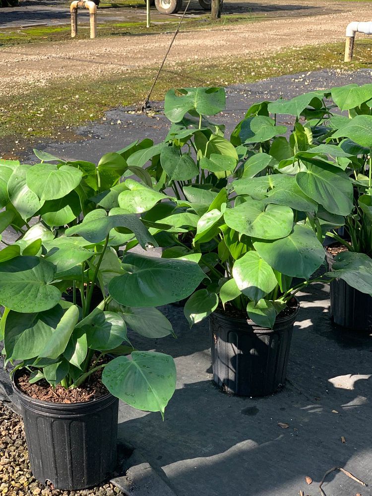monstera-deliciosa-swiss-cheese-vine-philodendron-pertusum-monstera-lennea-mexican-breadfruit-ceriman