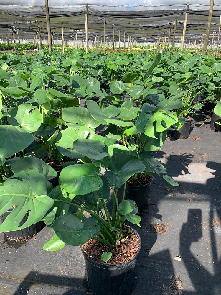monstera-deliciosa-swiss-cheese-vine-philodendron-pertusum-monstera-lennea-mexican-breadfruit-ceriman