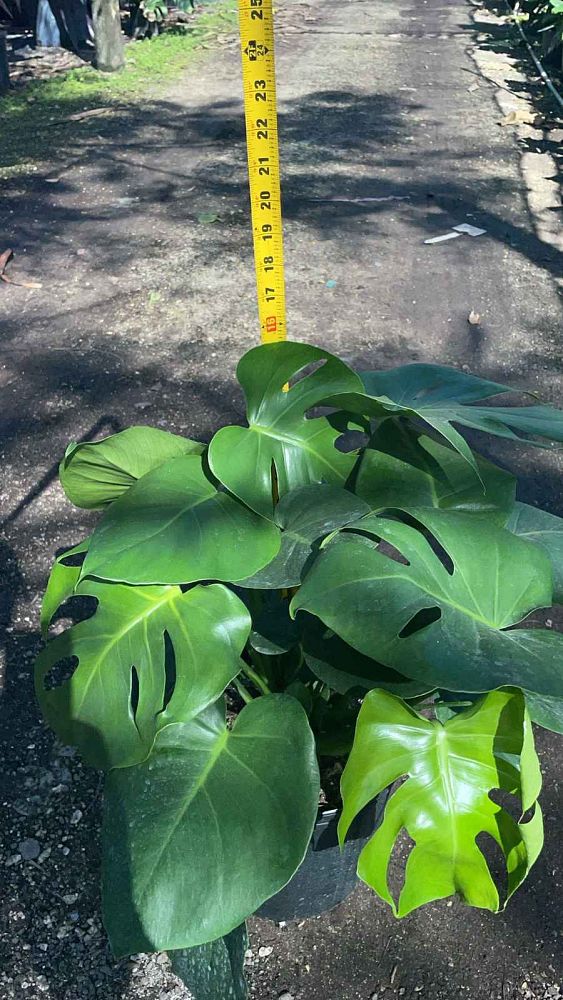 monstera-deliciosa-swiss-cheese-vine-philodendron-pertusum-monstera-lennea-mexican-breadfruit-ceriman