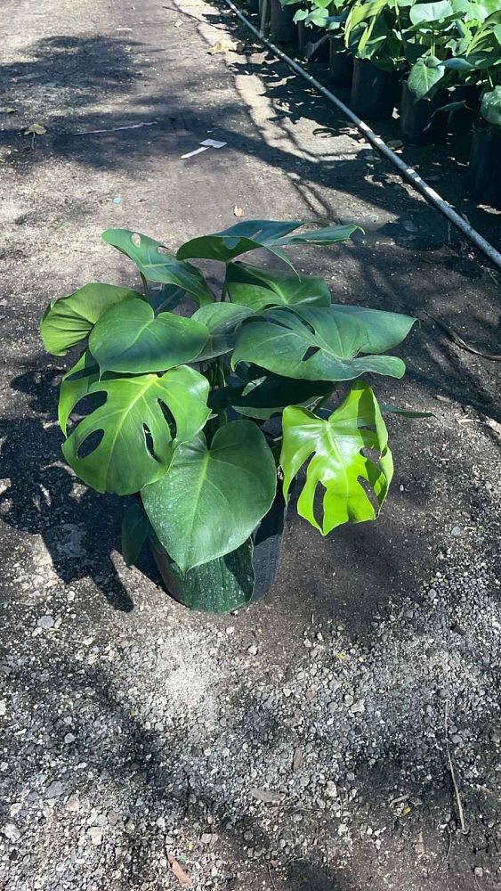 monstera-deliciosa-swiss-cheese-vine-philodendron-pertusum-monstera-lennea-mexican-breadfruit-ceriman