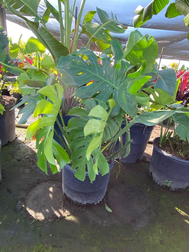 monstera-deliciosa-swiss-cheese-vine-philodendron-pertusum-monstera-lennea-mexican-breadfruit-ceriman