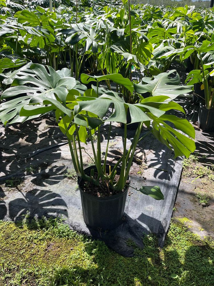 monstera-deliciosa-swiss-cheese-vine-philodendron-pertusum-monstera-lennea-mexican-breadfruit-ceriman