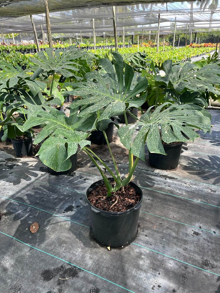 monstera-deliciosa-swiss-cheese-vine-philodendron-pertusum-monstera-lennea-mexican-breadfruit-ceriman