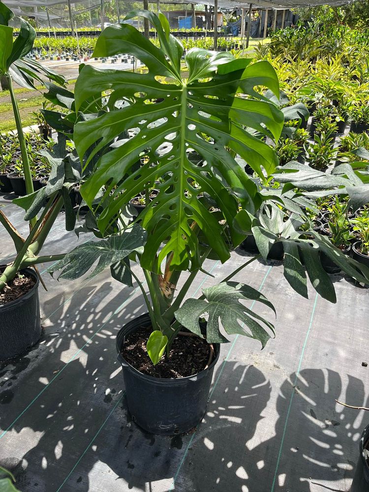monstera-deliciosa-swiss-cheese-vine-philodendron-pertusum-monstera-lennea-mexican-breadfruit-ceriman