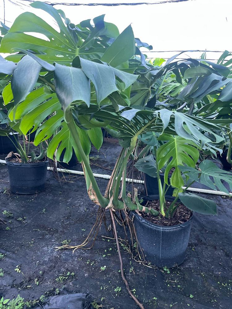 monstera-deliciosa-swiss-cheese-vine-philodendron-pertusum-monstera-lennea-mexican-breadfruit-ceriman