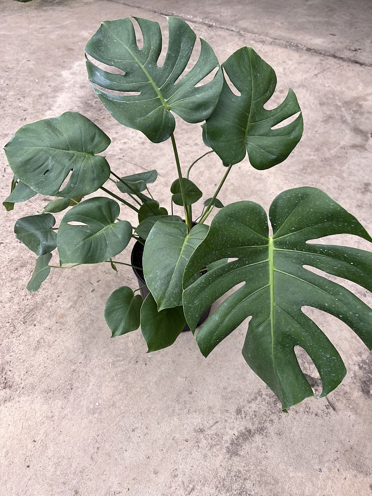 monstera-deliciosa-swiss-cheese-vine-philodendron-pertusum-monstera-lennea-mexican-breadfruit-ceriman