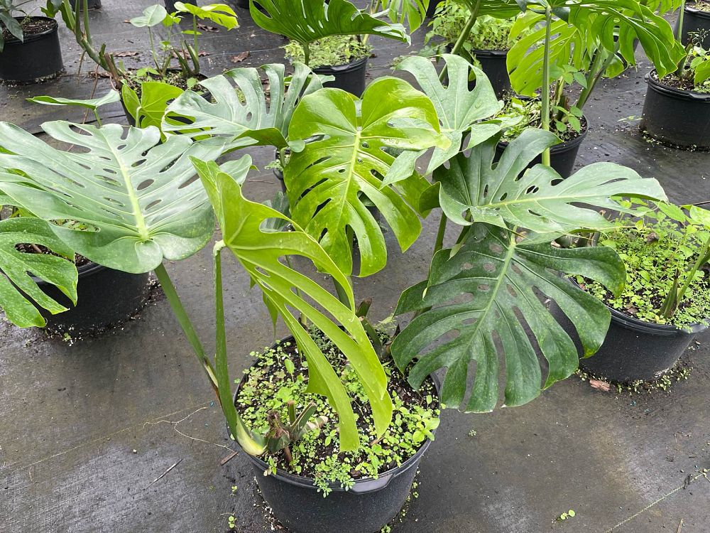 monstera-deliciosa-swiss-cheese-vine-philodendron-pertusum-monstera-lennea-mexican-breadfruit-ceriman