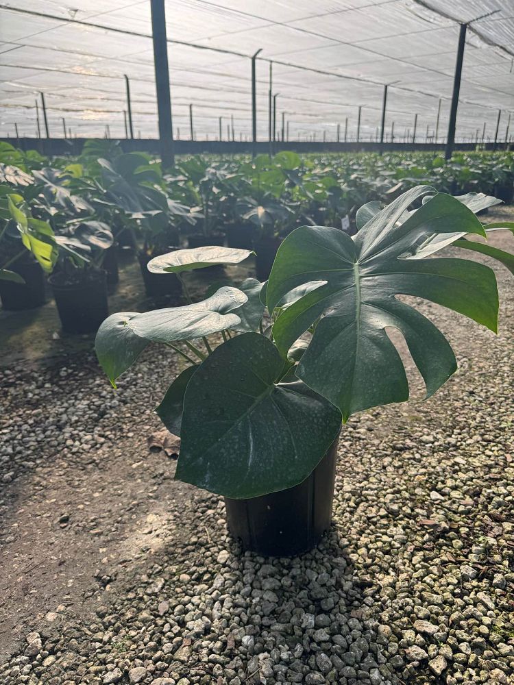 monstera-deliciosa-swiss-cheese-vine-philodendron-pertusum-monstera-lennea-mexican-breadfruit-ceriman