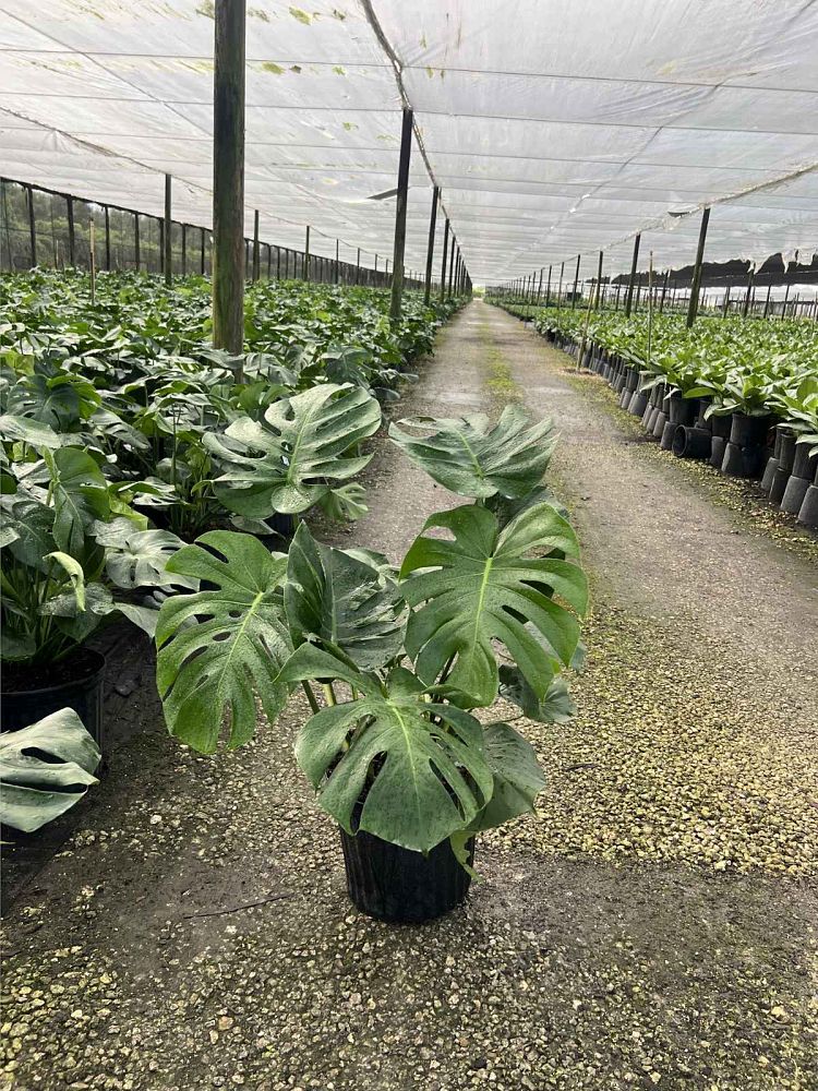 monstera-deliciosa-swiss-cheese-vine-philodendron-pertusum-monstera-lennea-mexican-breadfruit-ceriman