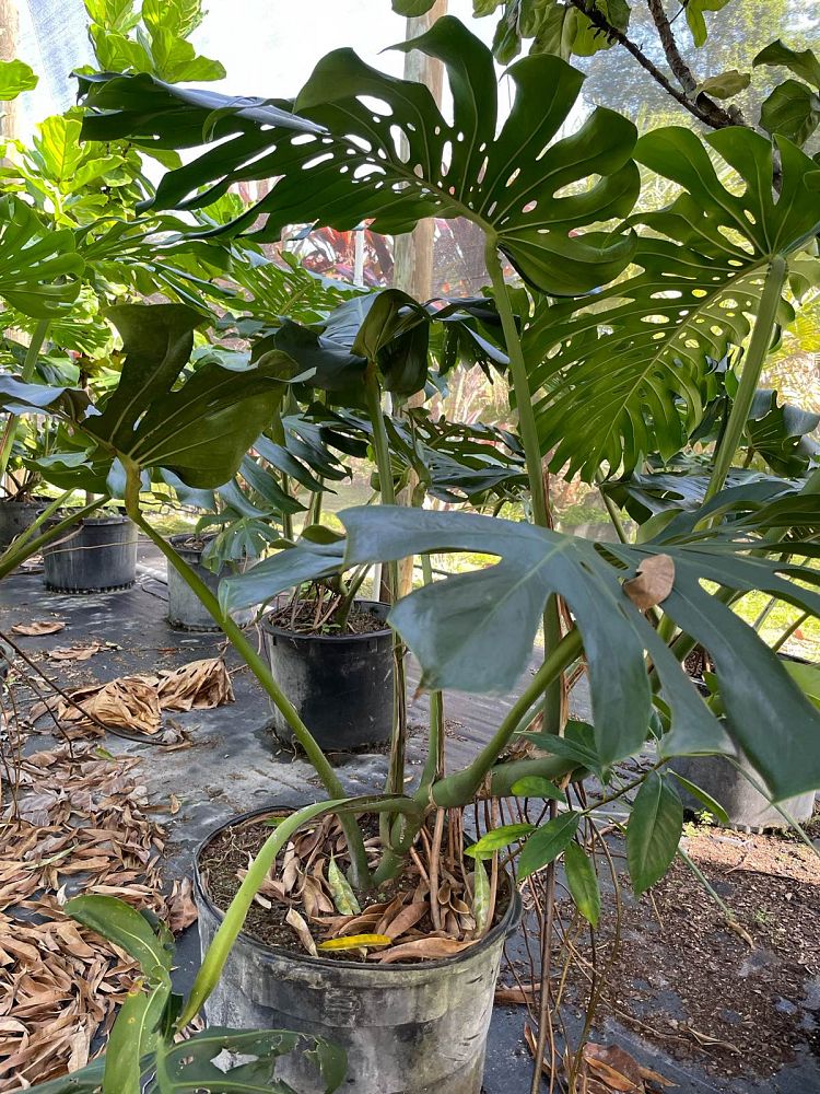 monstera-deliciosa-swiss-cheese-vine-philodendron-pertusum-monstera-lennea-mexican-breadfruit-ceriman