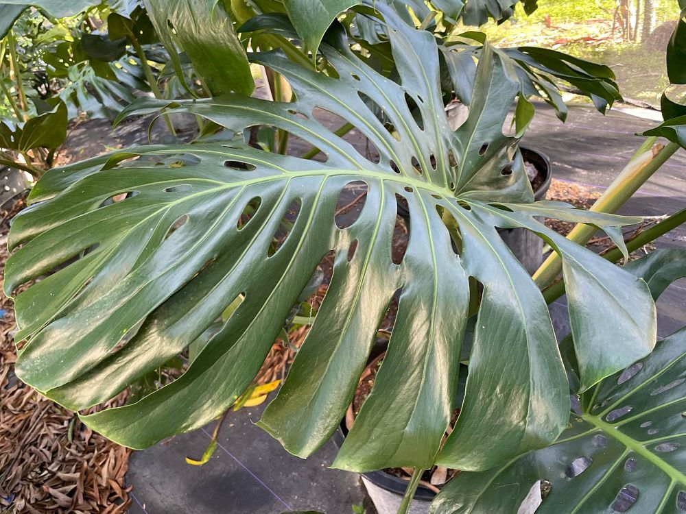 monstera-deliciosa-swiss-cheese-vine-philodendron-pertusum-monstera-lennea-mexican-breadfruit-ceriman