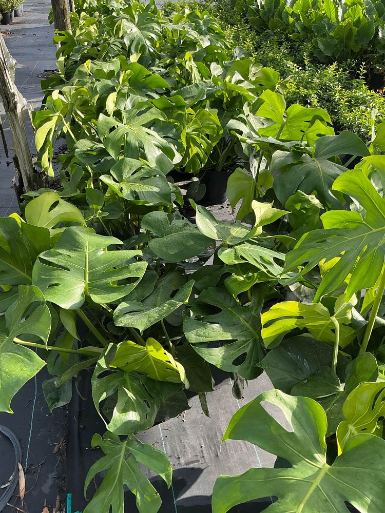 monstera-deliciosa-swiss-cheese-vine-philodendron-pertusum-monstera-lennea-mexican-breadfruit-ceriman