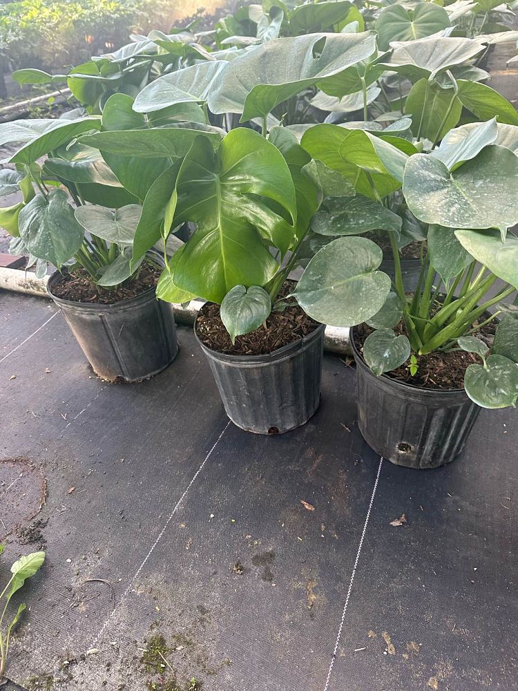 monstera-deliciosa-swiss-cheese-vine-philodendron-pertusum-monstera-lennea-mexican-breadfruit-ceriman