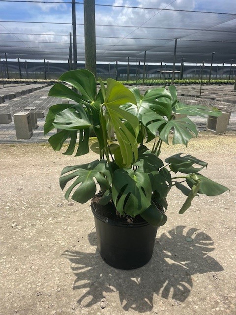 monstera-deliciosa-swiss-cheese-vine-philodendron-pertusum-monstera-lennea-mexican-breadfruit-ceriman