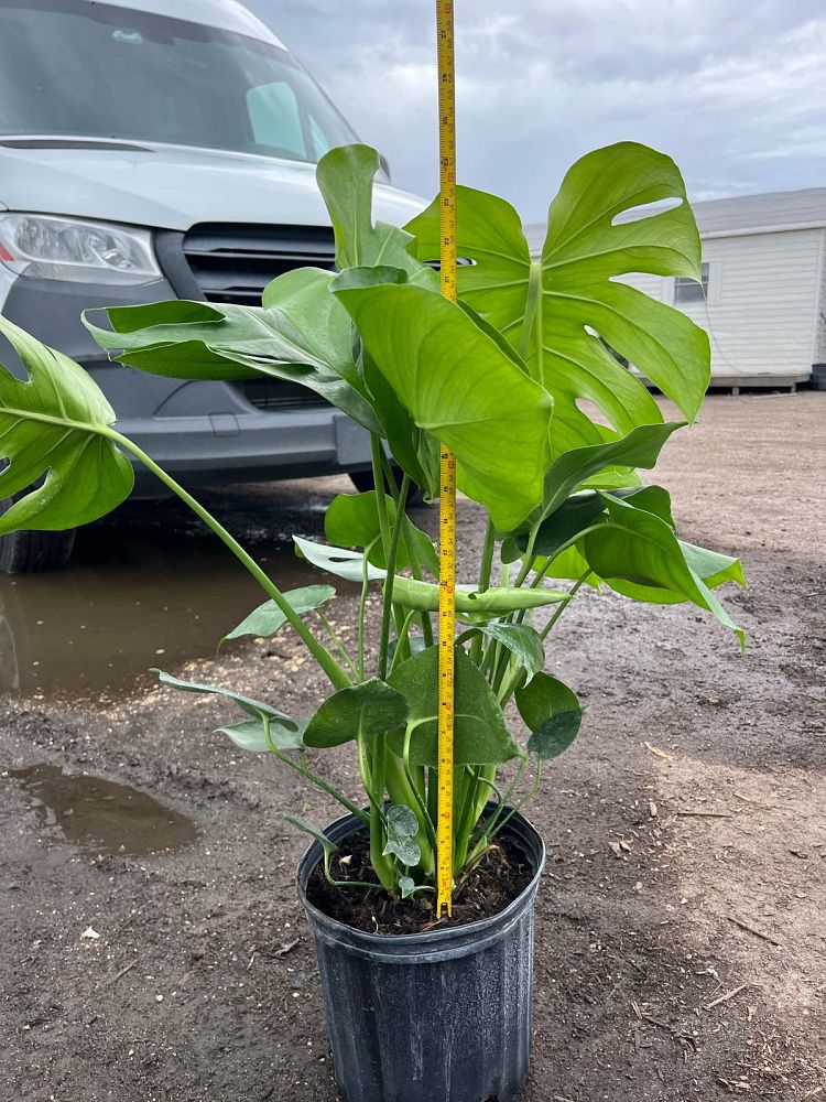 monstera-deliciosa-swiss-cheese-vine-philodendron-pertusum-monstera-lennea-mexican-breadfruit-ceriman