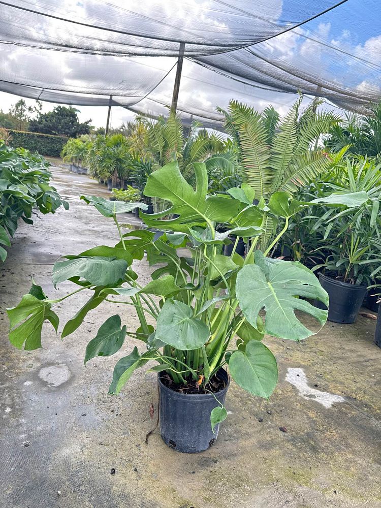 monstera-deliciosa-swiss-cheese-vine-philodendron-pertusum-monstera-lennea-mexican-breadfruit-ceriman