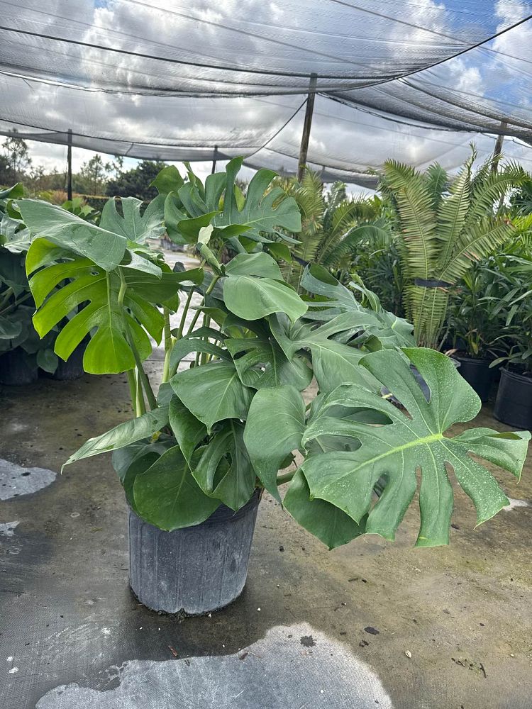 monstera-deliciosa-swiss-cheese-vine-philodendron-pertusum-monstera-lennea-mexican-breadfruit-ceriman