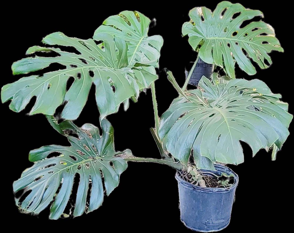 monstera-deliciosa-swiss-cheese-vine-philodendron-pertusum-monstera-lennea-mexican-breadfruit-ceriman