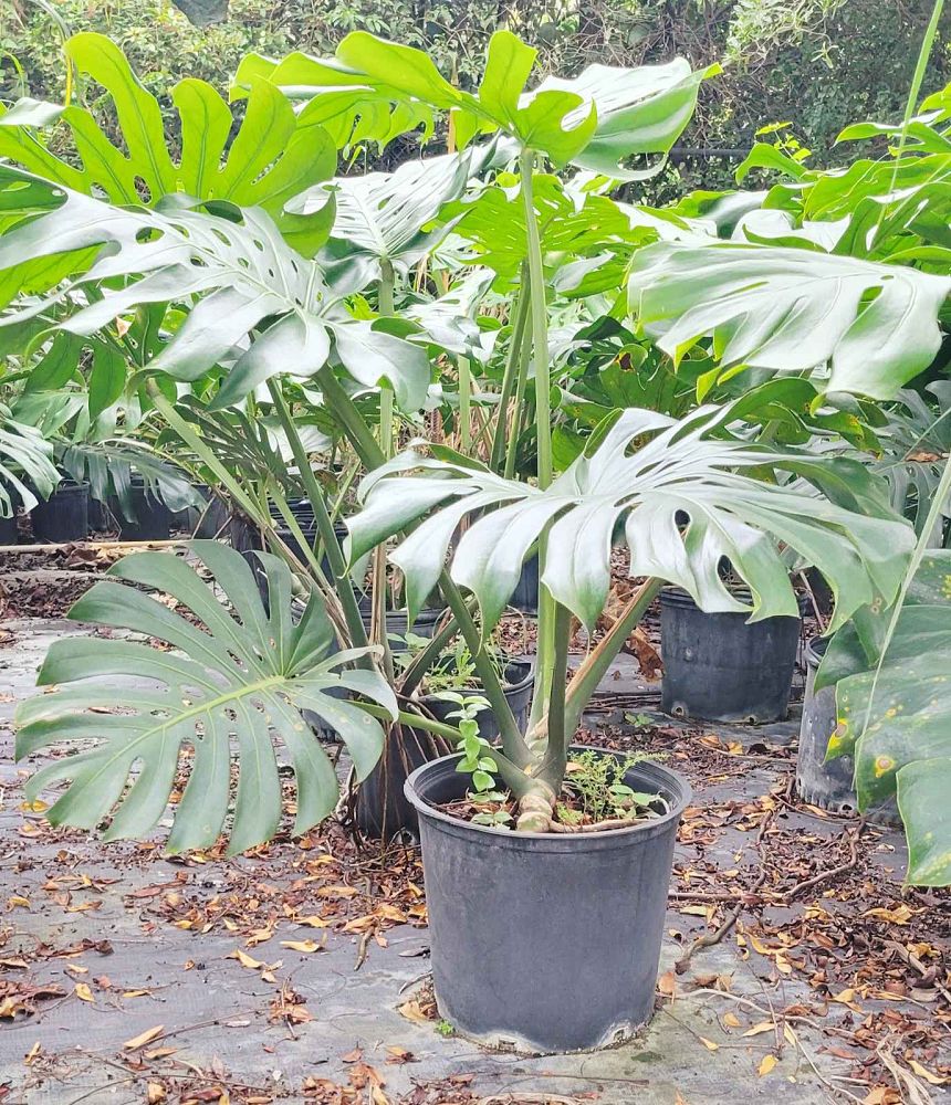 monstera-deliciosa-swiss-cheese-vine-philodendron-pertusum-monstera-lennea-mexican-breadfruit-ceriman
