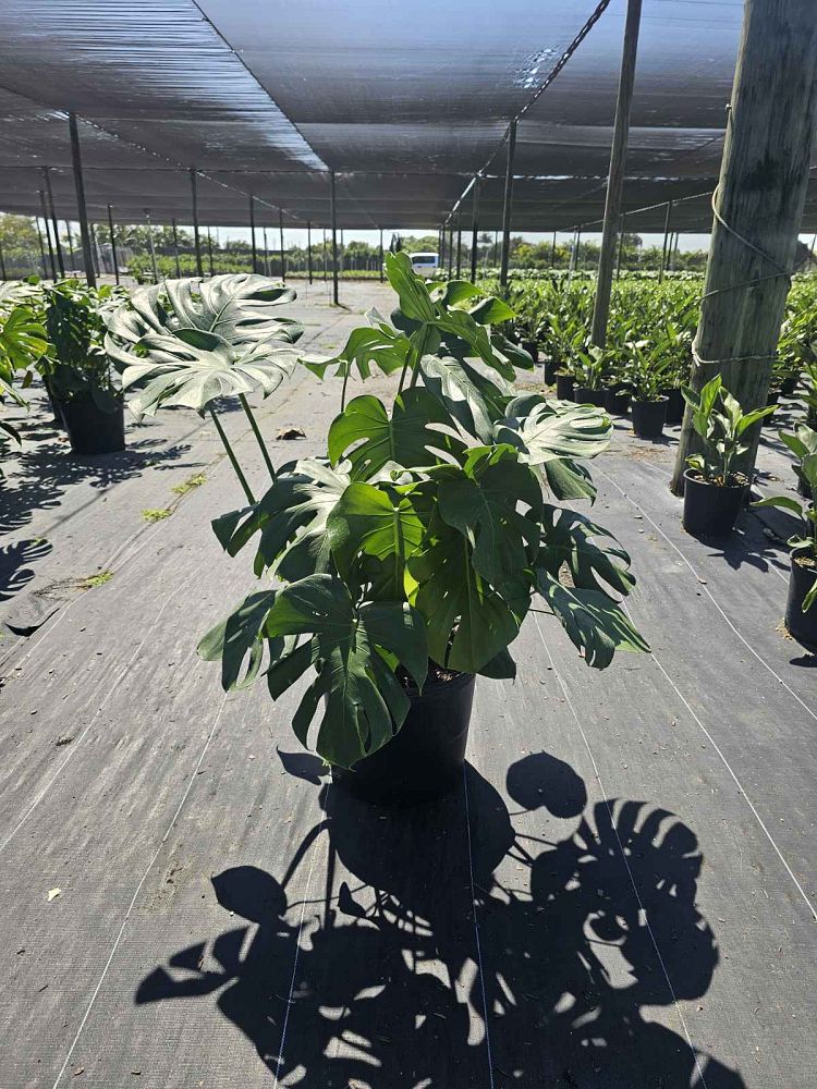 monstera-deliciosa-swiss-cheese-vine-philodendron-pertusum-monstera-lennea-mexican-breadfruit-ceriman