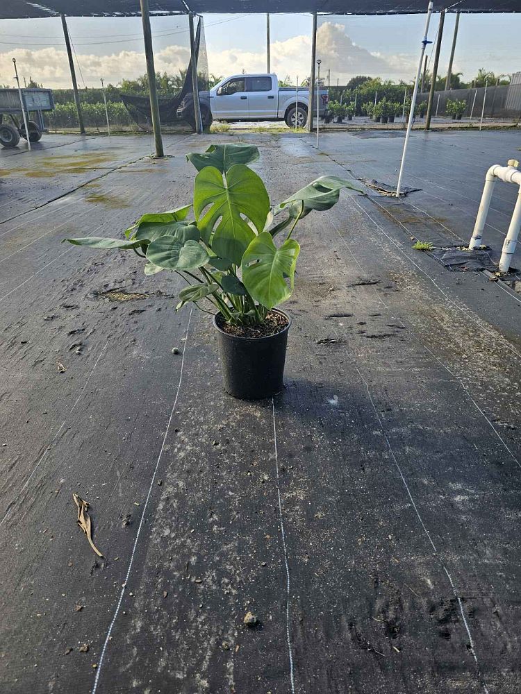 monstera-deliciosa-swiss-cheese-vine-philodendron-pertusum-monstera-lennea-mexican-breadfruit-ceriman