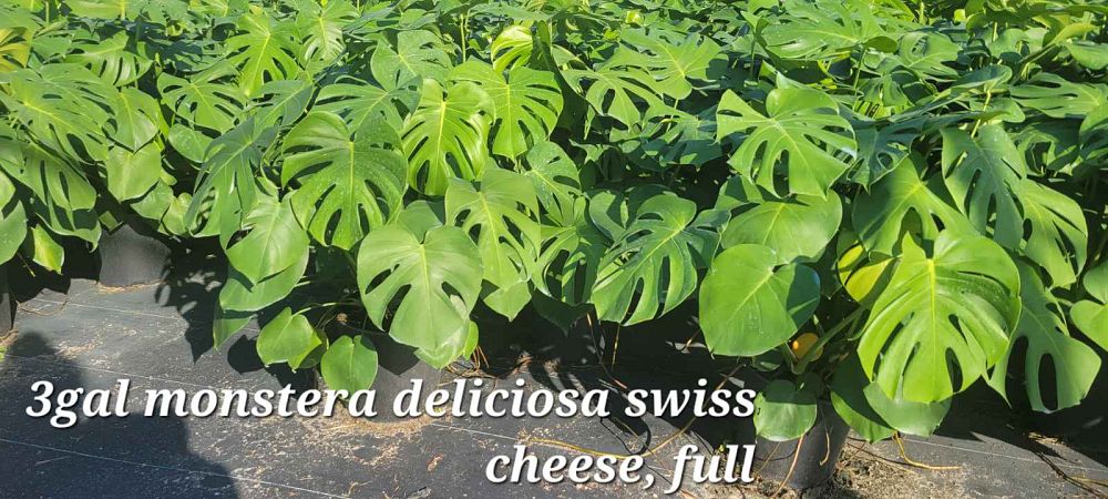 monstera-deliciosa-swiss-cheese-vine-philodendron-pertusum-monstera-lennea-mexican-breadfruit-ceriman