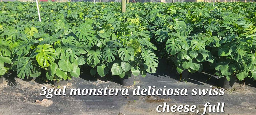 monstera-deliciosa-swiss-cheese-vine-philodendron-pertusum-monstera-lennea-mexican-breadfruit-ceriman