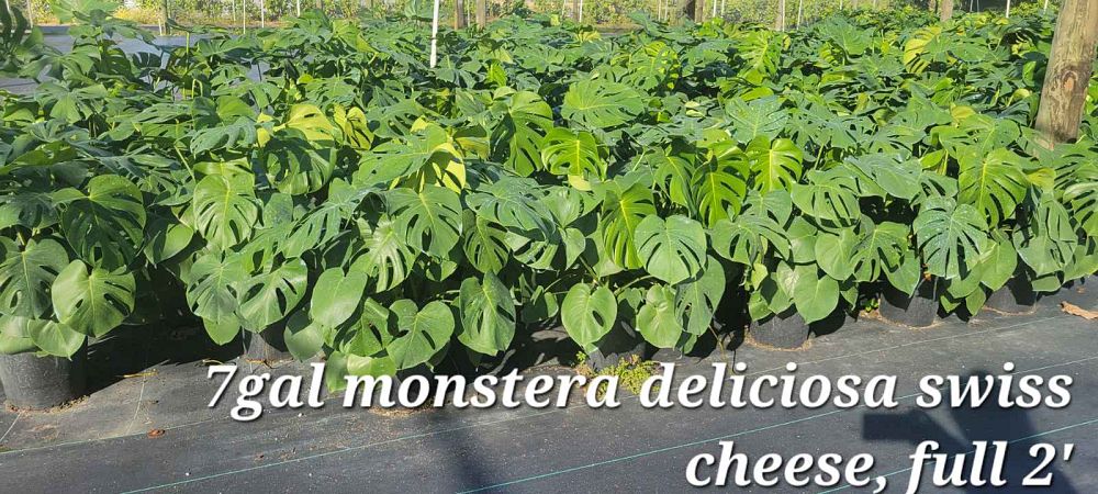 monstera-deliciosa-swiss-cheese-vine-philodendron-pertusum-monstera-lennea-mexican-breadfruit-ceriman