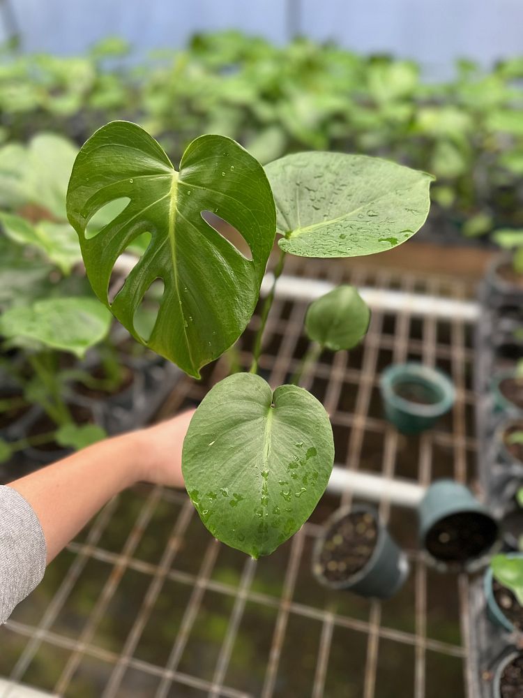 monstera-deliciosa-swiss-cheese-vine-philodendron-pertusum-monstera-lennea-mexican-breadfruit-ceriman