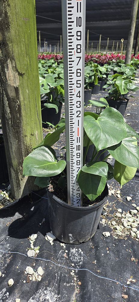 monstera-deliciosa-swiss-cheese-vine-philodendron-pertusum-monstera-lennea-mexican-breadfruit-ceriman