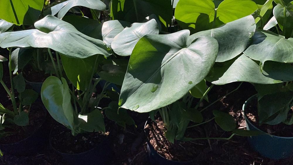 monstera-deliciosa-swiss-cheese-vine-philodendron-pertusum-monstera-lennea-mexican-breadfruit-ceriman