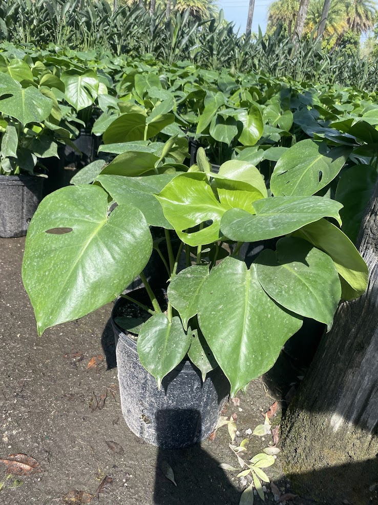 monstera-deliciosa-swiss-cheese-vine-philodendron-pertusum-monstera-lennea-mexican-breadfruit-ceriman