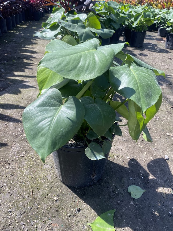 monstera-deliciosa-swiss-cheese-vine-philodendron-pertusum-monstera-lennea-mexican-breadfruit-ceriman