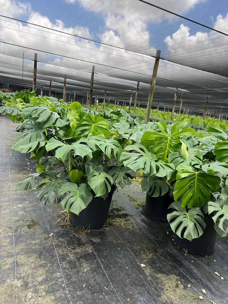 monstera-deliciosa-swiss-cheese-vine-philodendron-pertusum-monstera-lennea-mexican-breadfruit-ceriman