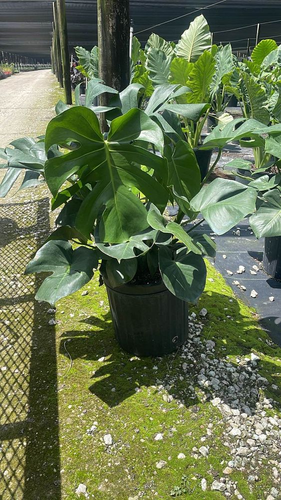 monstera-deliciosa-swiss-cheese-vine-philodendron-pertusum-monstera-lennea-mexican-breadfruit-ceriman
