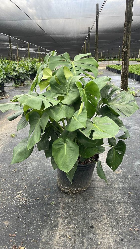 monstera-deliciosa-swiss-cheese-vine-philodendron-pertusum-monstera-lennea-mexican-breadfruit-ceriman