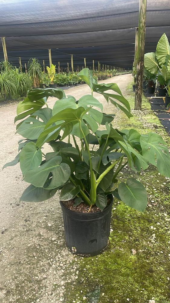 monstera-deliciosa-swiss-cheese-vine-philodendron-pertusum-monstera-lennea-mexican-breadfruit-ceriman