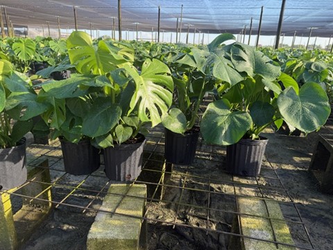 monstera-deliciosa-swiss-cheese-vine-philodendron-pertusum-monstera-lennea-mexican-breadfruit-ceriman