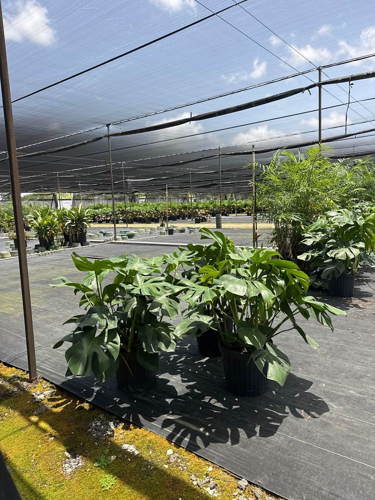 monstera-deliciosa-swiss-cheese-vine-philodendron-pertusum-monstera-lennea-mexican-breadfruit-ceriman